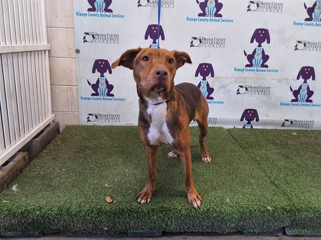 Shelter Stray Female Dog last seen , 2769 Conroy Rd, Orlando, FL 32839, USA