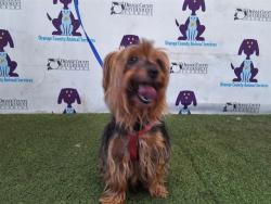 Shelter Stray Female Dog last seen , 2769 Conroy Rd, Orlando, FL 32839, USA