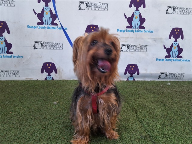 Shelter Stray Female Dog last seen , 2769 Conroy Rd, Orlando, FL 32839, USA