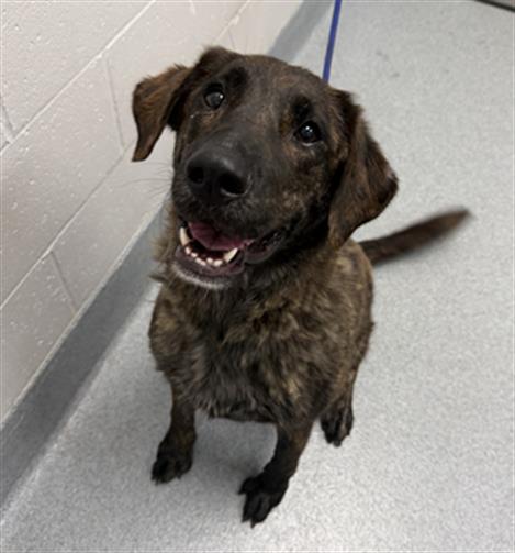 Shelter Stray Female Dog last seen Near, 2600 S Harding St, Indianapolis, IN 46221, USA