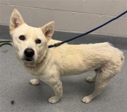 Shelter Stray Female Dog last seen Near, 2600 S Harding St, Indianapolis, IN 46221, USA