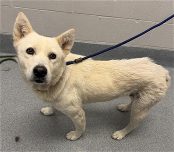Shelter Stray Female Dog last seen Near, 2600 S Harding St, Indianapolis, IN 46221, USA