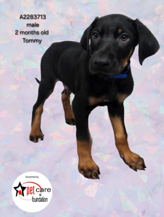 Shelter Stray Male Dog last seen , 3201 Lacy St, Los Angeles, CA 90031, USA