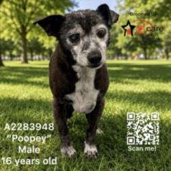 Shelter Stray Male Dog last seen , 3201 Lacy St, Los Angeles, CA 90031, USA