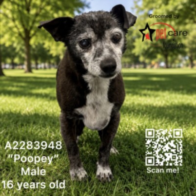 Shelter Stray Male Dog last seen , 3201 Lacy St, Los Angeles, CA 90031, USA