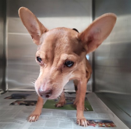 Shelter Stray Female Dog last seen , 3201 Lacy St, Los Angeles, CA 90031, USA