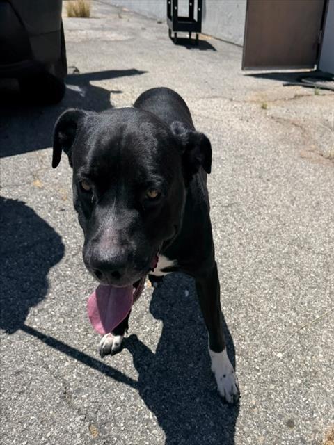 Shelter Stray Male Dog last seen , West Valley Animal Shelter, 20655 Plummer St, Chatsworth, CA 91311, USA