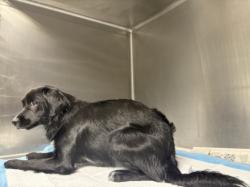 Shelter Stray Male Dog last seen , West Valley Animal Shelter, 20655 Plummer St, Chatsworth, CA 91311, USA