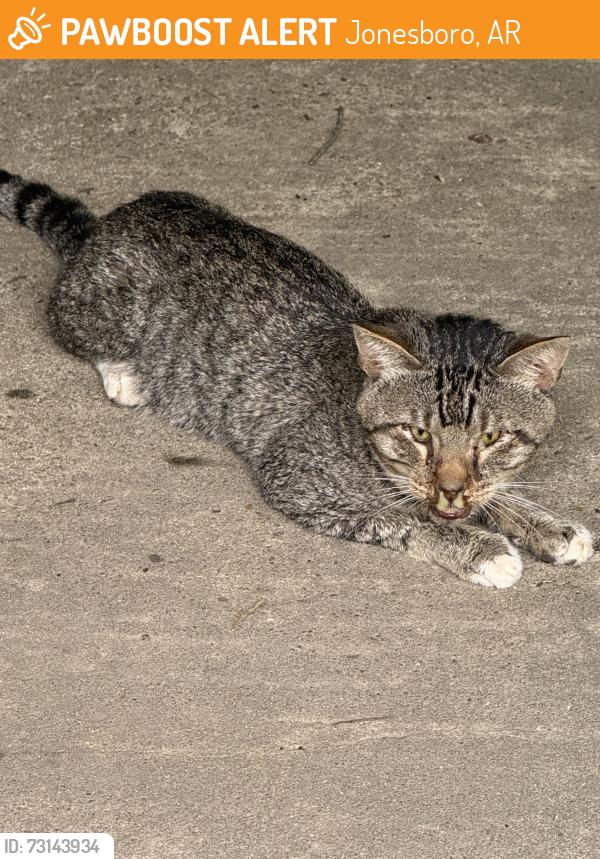 Found/Stray Unknown Cat last seen Parkview, Jonesboro, AR 72401