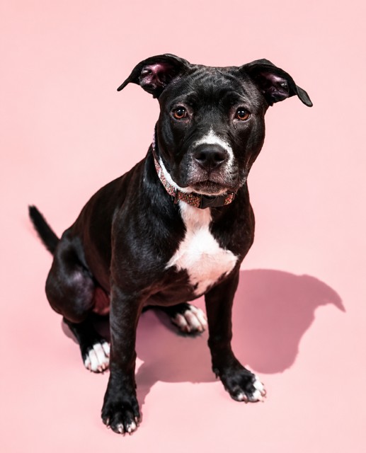 Shelter Stray Female Dog last seen LANE AVE N, 2020 Forest St, Jacksonville, FL 32204, USA