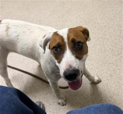 Shelter Stray Female Dog last seen Near BLOCK N CHESTER AVE, BAKERSFIELD CA 93308, 3951 Fruitvale Ave, Bakersfield, CA 93308, USA