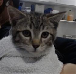 Shelter Stray Male Cat last seen LOMBARD ST / GREENWICH, 1419 Bryant St, San Francisco, CA 94103, USA