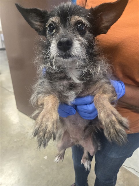 Shelter Stray Female Dog last seen VISTA DEL MAR BAKERSFIELD, 201 S Mt Vernon Ave, Bakersfield, CA 93307, USA