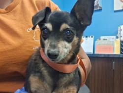 Shelter Stray Male Dog last seen LANDOVER/CRAIL, BAKERSFIELD, 201 S Mt Vernon Ave, Bakersfield, CA 93307, USA