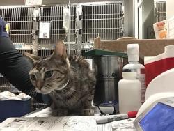 Shelter Stray Female Cat last seen S ESPLANADE AVE /S STATE ST, HEMET CA 92543, 581 S Grand Ave, San Jacinto, CA 92582, USA