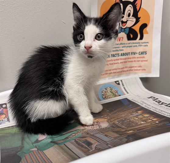 Shelter Stray Female Cat last seen Near BLOCK STATE ST, 581 S Grand Ave, San Jacinto, CA 92582, USA