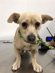 Shelter Stray Male Dog last seen Near BLOCK E MCKINLEY AVE, FRESNO CA 93703 3571, 5277 E Airways Blvd, Fresno, CA 93727, USA