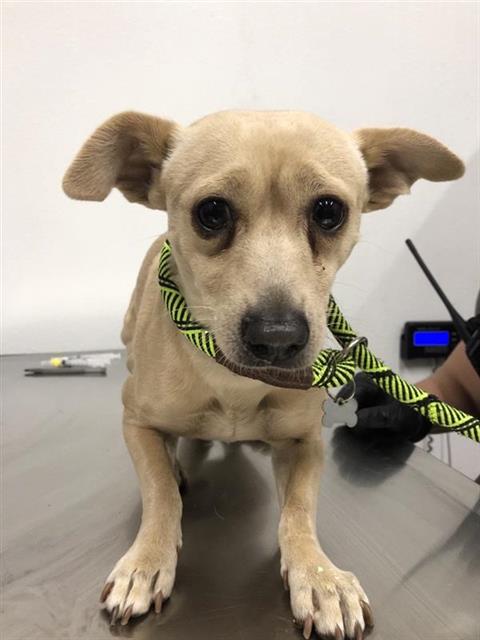 Shelter Stray Male Dog last seen Near BLOCK E MCKINLEY AVE, FRESNO CA 93703 3571, 5277 E Airways Blvd, Fresno, CA 93727, USA