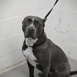 Shelter Stray Female Dog last seen , 333 Chandler Pl, San Bernardino, CA 92408, USA