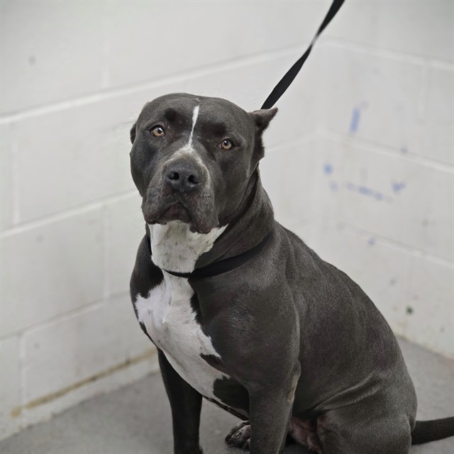 Shelter Stray Female Dog last seen , 333 Chandler Pl, San Bernardino, CA 92408, USA
