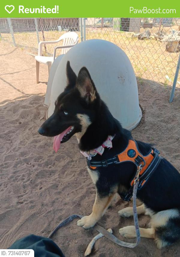 Reunited Female Dog last seen Zuni and grove, Albuquerque, NM 87108