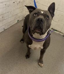 Shelter Stray Female Dog last seen Near BLOCK E M ST, 333 Chandler Pl, San Bernardino, CA 92408, USA