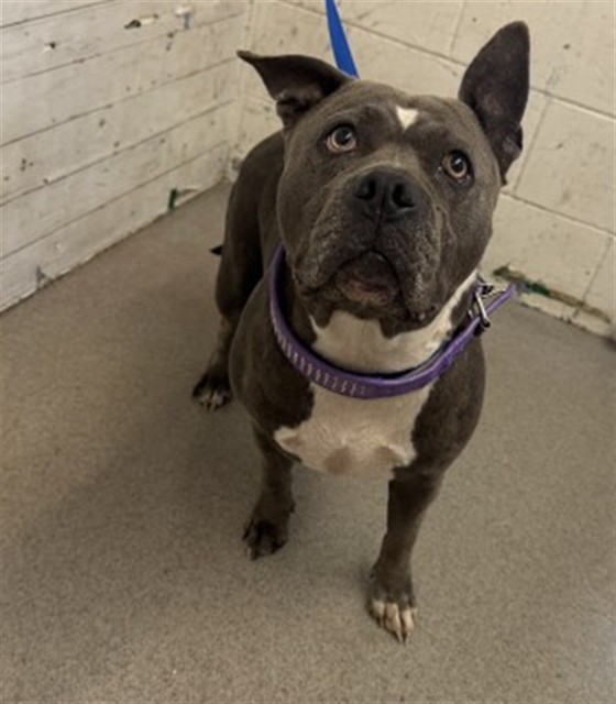 Shelter Stray Female Dog last seen Near BLOCK E M ST, 333 Chandler Pl, San Bernardino, CA 92408, USA