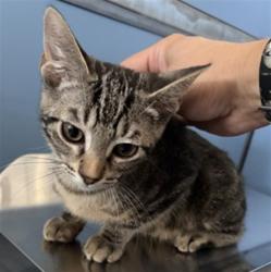 Shelter Stray Male Cat last seen WESTERN AVE X W 8TH ST, 333 Chandler Pl, San Bernardino, CA 92408, USA