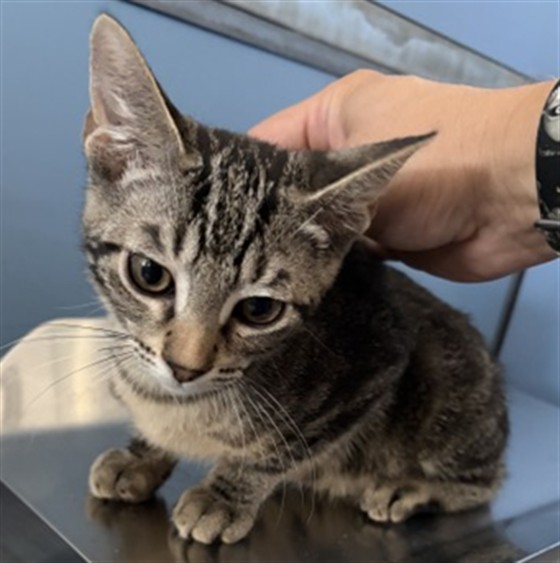 Shelter Stray Male Cat last seen WESTERN AVE X W 8TH ST, 333 Chandler Pl, San Bernardino, CA 92408, USA