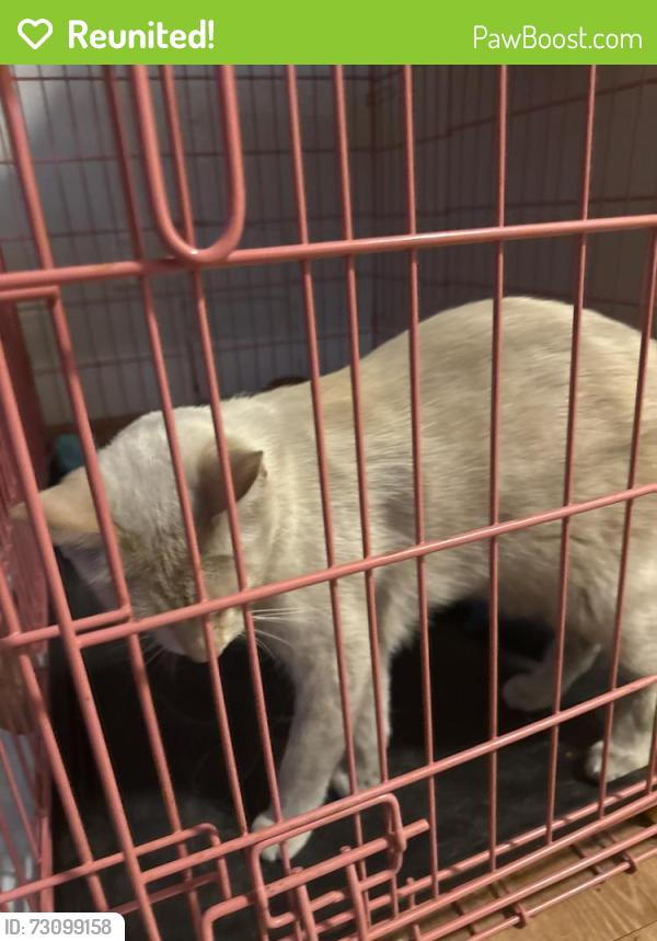 Reunited Unknown Cat last seen Near Emmons ave, North Las Vegas, NV 89030