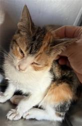Shelter Stray Female Cat last seen WESTERN AVE X W 8TH ST, 333 Chandler Pl, San Bernardino, CA 92408, USA