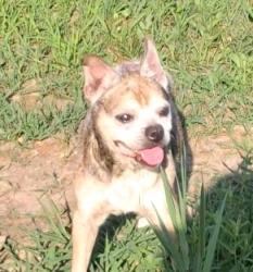 Found/Stray Unknown Dog last seen Ran into the woods, Woodstock Township, MI 49233
