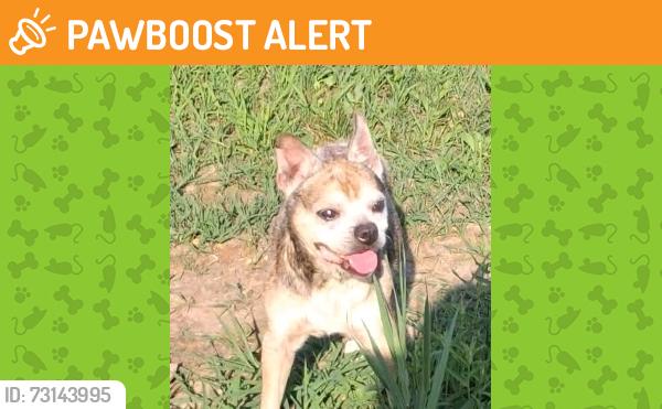 Found/Stray Unknown Dog last seen Ran into the woods, Woodstock Township, MI 49233