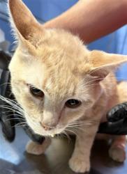 Shelter Stray Male Cat last seen E BASELINE ST X N WATERMAN AVE, 333 Chandler Pl, San Bernardino, CA 92408, USA