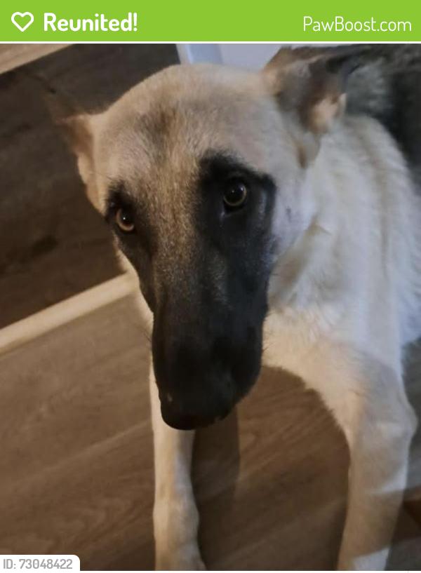 Reunited Female Dog last seen Goldfish road, Kannapolis, NC 28083