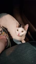 Reunited Male Cat last seen Roxbury rd & Brewer st, East Hartford, CT 06118