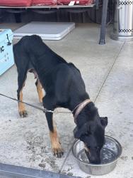 Found/Stray Female Dog last seen Old richburg road and s main street, Richburg, SC 29729