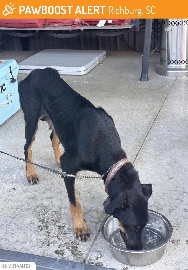 Found/Stray Female Dog last seen Old richburg road and s main street, Richburg, SC 29729