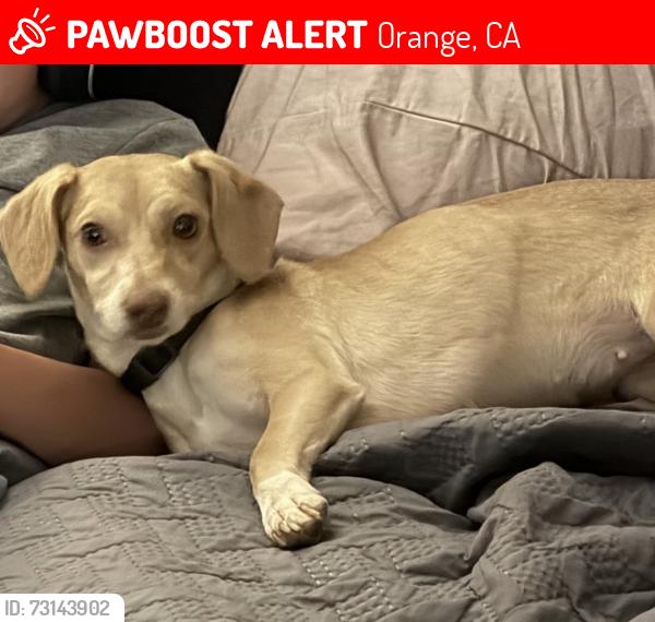 Lost Female Dog last seen Prospect/Craig, Orange, CA 92869