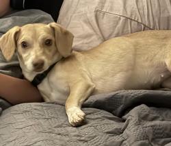 Lost Female Dog last seen Prospect/Craig, Orange, CA 92869