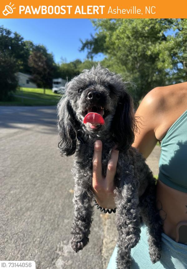 Found/Stray Male Dog last seen Near Kildare Pl in Leicester, Asheville, NC 28806