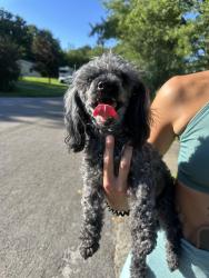 Found/Stray Male Dog last seen Near Kildare Pl in Leicester, Asheville, NC 28806