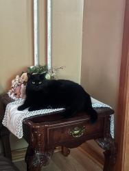 Lost Female Cat last seen Foxal st, Kingston, NY 12401