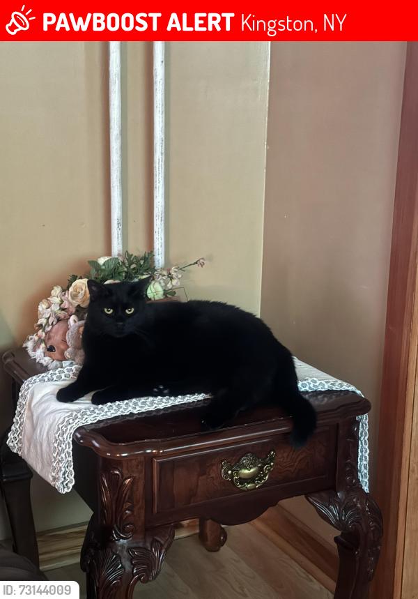 Lost Female Cat last seen Foxal st, Kingston, NY 12401