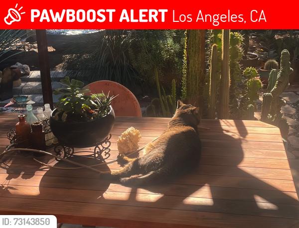 Lost Male Cat last seen Near Del Valle, Los Angeles, CA 91364