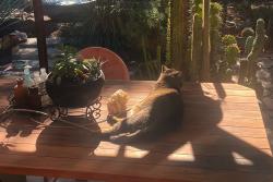 Lost Male Cat last seen Near Del Valle, Los Angeles, CA 91364