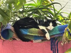 Reunited Male Cat last seen Ann st, Lygon st. Trafford St, Brunswick, VIC 3056