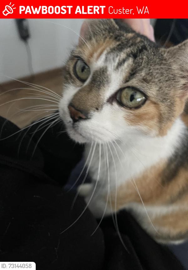 Lost Female Cat last seen Percie RD and Birch Bay Lynden, Custer, WA 98240