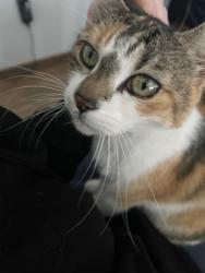 Lost Female Cat last seen Percie RD and Birch Bay Lynden, Custer, WA 98240