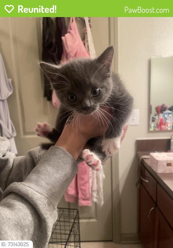 Reunited Unknown Cat last seen San Antonio, TX 78238, USA, San Antonio, TX 78238